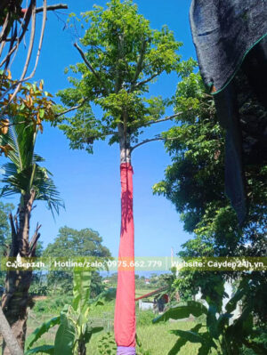 Thân cây cao vút, thẳng tắp, cành tán đang ra lá mới