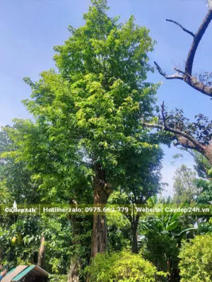 Thị thơm dâm ủ lâu năm, chiều cao 4m, vanh 120