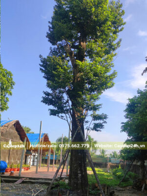 Cây thị thẳng đẹp, chiều cao khoảng 5m, đường kính gốc 40cm