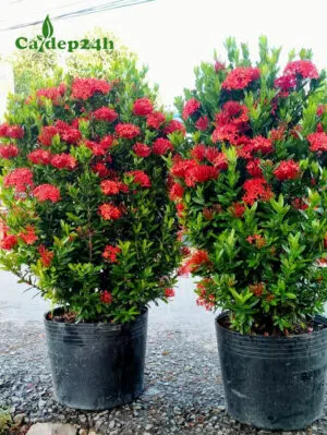 Cặp cây Trang Đỏ cao 50cm