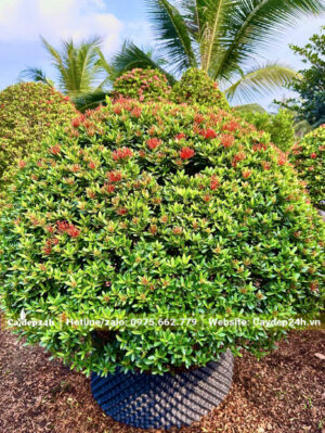 Trang Thái lá nhỏ dâm ủ kỹ cao tầm 1m