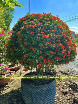 Một cây Trang Đỏ lâu năm đường kính gốc 7 - 9cm đã dâm ủ nhiều năm trong bầu nổi