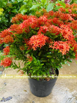 Cây trồng trong bầu từ nhỏ, hoa nở đẹp, bông to