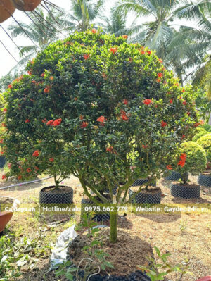 Cây Trang Đỏ lá nhỏ thoát thân 30cm