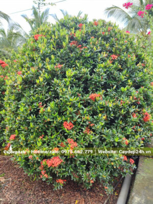 Cây hoa Trang Đỏ trưởng thành chiều cao khoảng 1m2