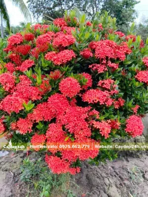 Hoa nở sum suê, đỏ rực cả cây Bông Trang lá nhỏ