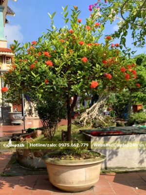Chậu hoa Mẫu Đơn ta màu đỏ, trồng trước nhà