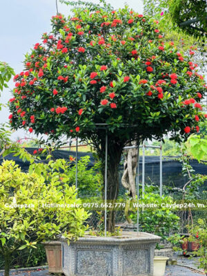 Cây hoa Mẫu Đơn cổ thụ, thân bụi, trồng trong chậu cảnh lục giác