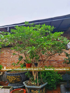 Chậu Ngọc Bút trang trí sân trước nhà biệt thự