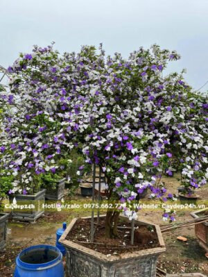 Chậu Nhài Nhật đang ra hoa