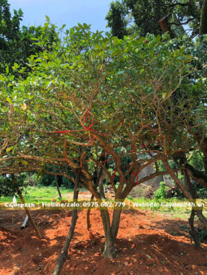 Bứng nóng cây Ngọc Bút cổ thụ cao hơn 1m