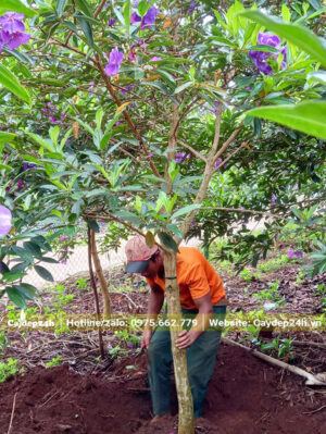 Bứng và bó bầu cho cây mua úc cổ thụ đường kính gốc 8 - 10cm