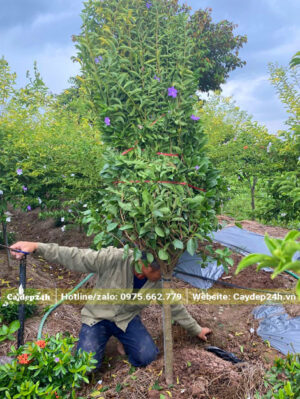 Đào đất, bứng bầu cây hoa Nhài Nhật cao 2m