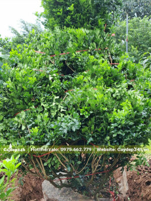 Bó gọn cành và bứng bầu cây ngâu lâu năm