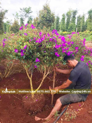 Đào đất bứng nóng cây mua úc lâu năm cao 1m