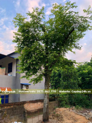 Thị công trình cao 4m, dâm ủ trên nền đất cát