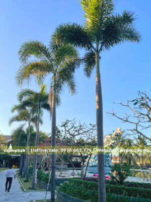 Cau Đuôi Chồn trồng khuôn viên thành những hàng thẳng tắp