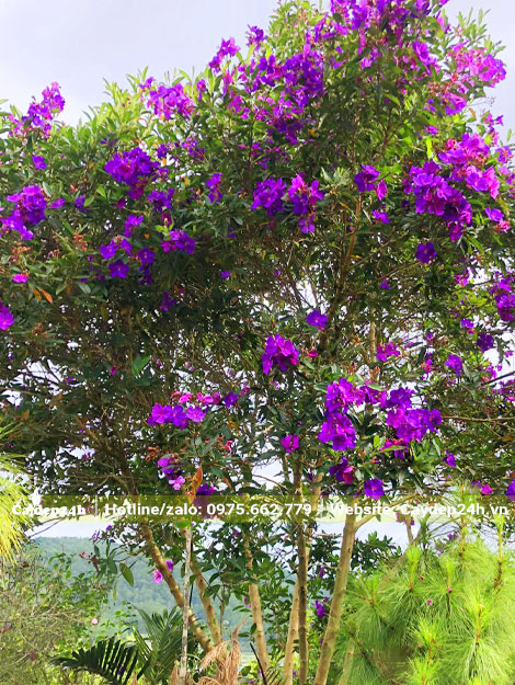 Cây Mua Úc hoa tím đẹp