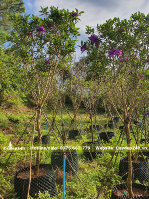 Vườn dưỡng cây hoa Mua Úc lâu năm, chiều cao hơn 2m
