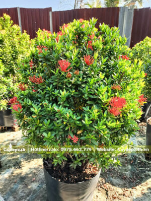 Cây Bông Trang lá nhỏ cao 50cm