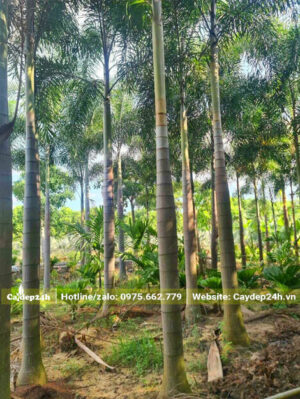Vườn Cau Đuôi Chồn lóng cao khoảng 4m