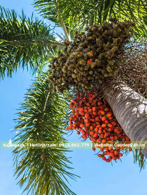 Buồng cây Cau Đuôi Chôn màu đỏ cam đẹp