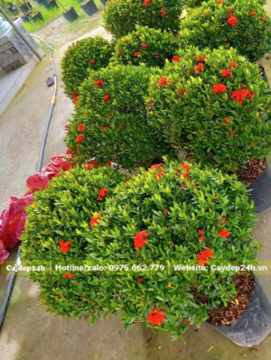 Những chậu cây Bông Trang tán tròn cao khoảng 50cm