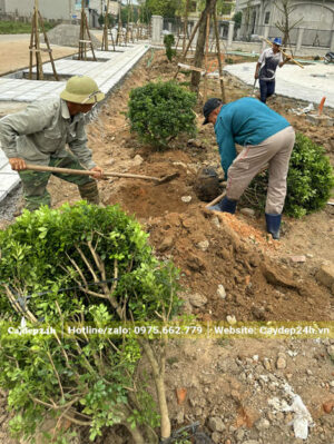 Đào hố và trồng cây Ngâu cao 1m