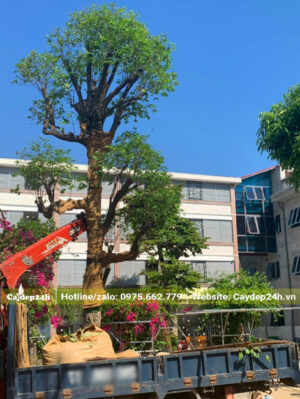 Dùng cần cầu di chuyển cây Thị cổ thụ vào hố trồng