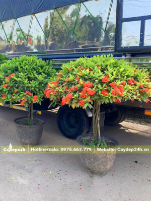 Xếp những chậu cây hoa Mẫu Đơn đỏ cao 1m lên xe tải