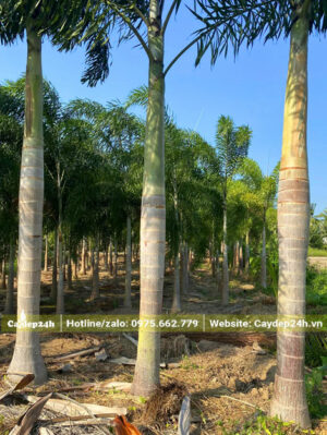 Vườn cây Cau Đuôi Chồn bứng thẳng, chiều cao hơn 4m