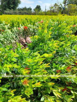 Đánh bầu hàng loạt cây bông trang đỏ lá nhỏ