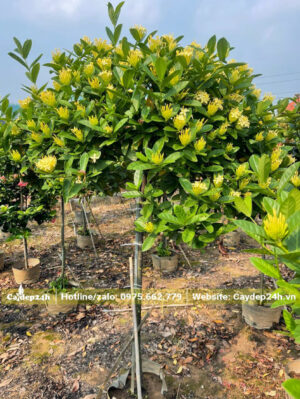 Vườn dâm ủ số lượng lớn cây Mẫu Đơn hoa vàng