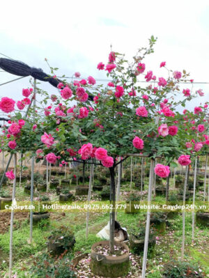 Vườn hoa hồng cổ sapa thân tree lâu năm