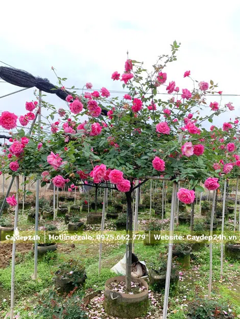 Vườn hoa hồng cổ sapa thân tree lâu năm