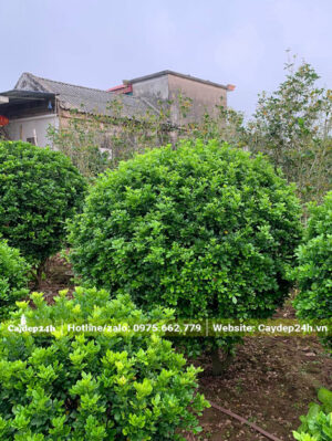 Cây Ngâu tán tròn, đường kính tán 1m5