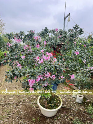 Cây Đỗ Quyên thân gỗ, chiều cao khoảng 2,5m