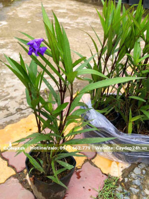 Cây giống Chiều Tím giâm cành đang bắt đầu ra hoa