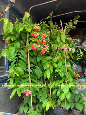 Hai chậu cây Sử Quân Tử mới bốc lên thùng xe tải