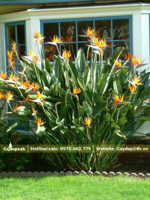 Bụi cây hoa chuối Thiên Điểu trồng trước nhà biệt thự