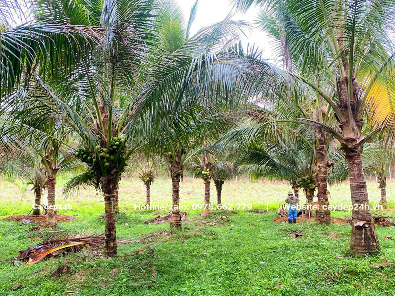 Thăm vườn Dừa công trình lâu năm, lóng thân cao từ 2m