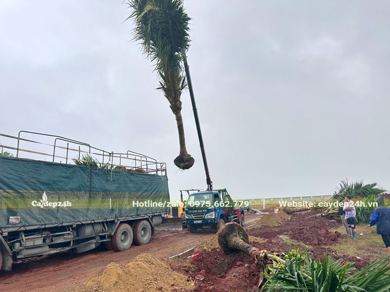 Cần cầu đang đưa cây Dừa lóng cao 2 - 2,5m từ trên thùng xe xuống