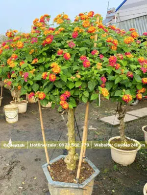 Tuyệt phẩm cây hoa Ngũ Sắc thân tree, cao 1m6 tính cả chậu