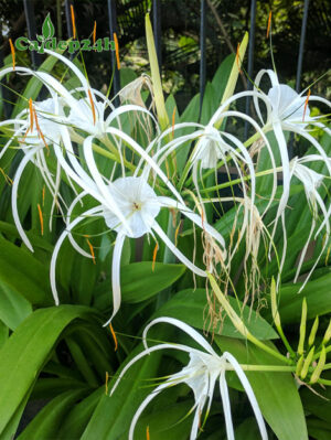 Cây hoa bạch trinh biển trồng viền đẹp