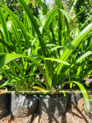 Mua cây giống Bạch Trinh Biển cao 50cm, bầu có đường kính 15cm