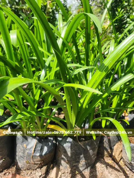 Mua cây giống Bạch Trinh Biển cao 50cm, bầu có đường kính 15cm