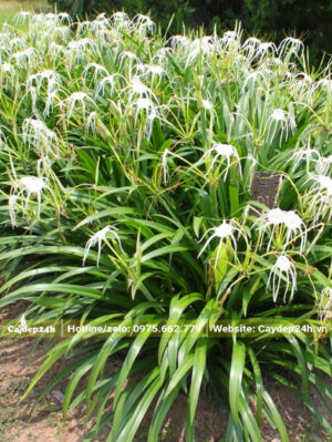 Khóm cây Bạch Trinh Biển đang nở rộ hoa nhìn vô cùng đẹp mắt