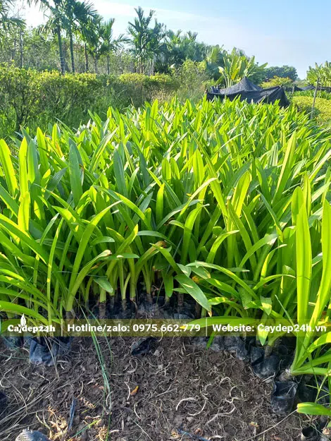 Luống Bạch Trinh Biển giống cao 50 - 55cm, đang thu hoạch dần dần