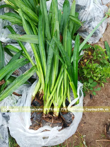 Xếp cây vào trong túi nilong, cứ 10 cây/túi