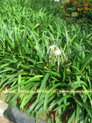 Đường viền lối đi trồng Bạch Trinh Biển